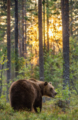 Big brown bear with backlit. Sunset forest in background. Adult Male of Brown bear in the summer forest. Scientific name: Ursus arctos. Natural habitat.