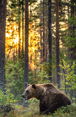Big brown bear with backlit. Sunset forest in background.  Brown bear seat in the summer forest in...