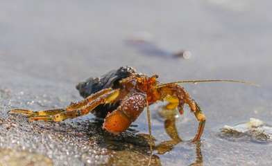 Crab walking 