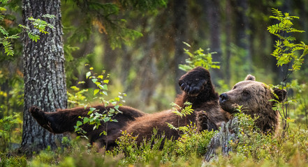Wild Adult Brown Bear lying on his back with his paws raised in the green grass in the summer forest. Green pine forest natural background, evening twilight. Scientific name: Ursus arctos.