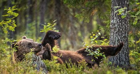 Wild Adult Brown Bear lying on his back with his paws raised in the green grass in the summer forest. Green pine forest natural background, evening twilight. Scientific name: Ursus arctos.