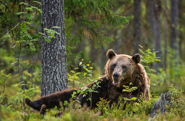 Big brown bear lies in the summer forest. Scientific name: Ursus arctos. Natural habitat.