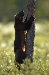 Wolverine climbing on the tree. Wild nature. Natural habitat. Glutton, carcajou, skunk bear, or...