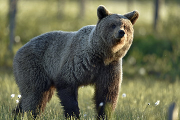 Fototapeta premium Brown bear on the meadow in the summer forest. Sunset, evening twilight. Scientific name: Ursus Arctos Arctos.