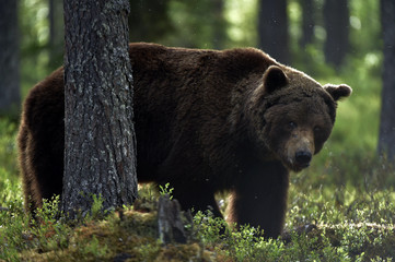 Fototapeta premium Big Adult Male of Brown bear in the summer forest. Scientific name: Ursus arctos. Natural habitat.