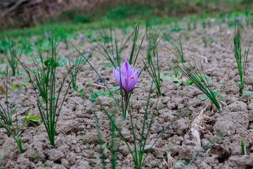 Saffron flowers on a saffron field during flowering.