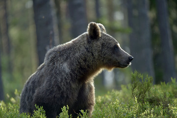 Brown bear in the summer forest. Scientific name: Ursus arctos. Natural habitat.