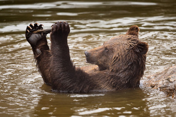 Braunbär spielt mit Stock im Wasser