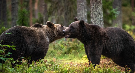 Male and female brown bears sniff at each other during the mating season. Scientific name: Ursus...