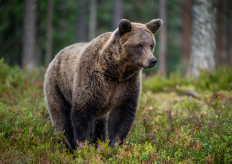 Brown bear in the summer forest. Scientific name: Ursus Arctos Arctos.