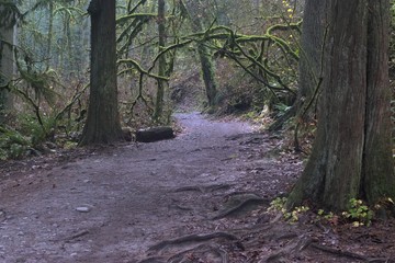 This wide section of Lower Macleay Trail passes by moss covered trees. The trail follows Balch Creek in Portland's Forest Park.