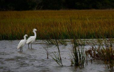 Bird watching on Jekyll Island