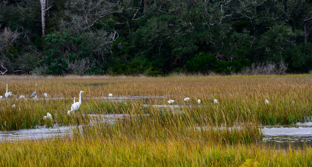 Bird watching on Jekyll Island