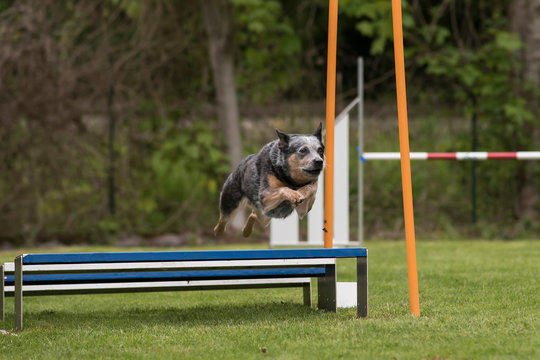 bouvier australien en agility