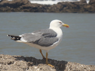 Big Seagull on the rocks by the ocean.
