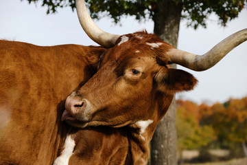 Texas longhorn cow grooming close up during fall season on farm.