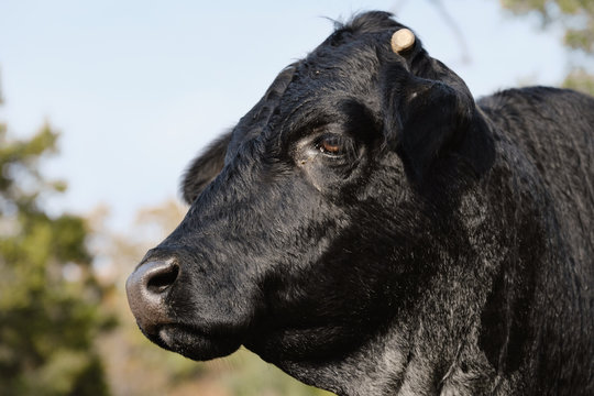 Black Angus cow portrait close up, profile view.