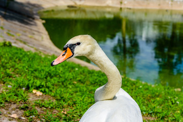 White swan on green bank of the lake