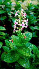 flower in the garden