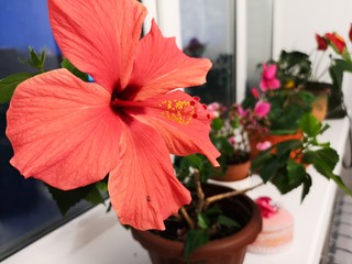 A large red flower on the windowsill