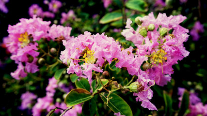 purple flowers in the garden