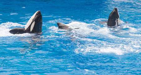 orka © Sergey