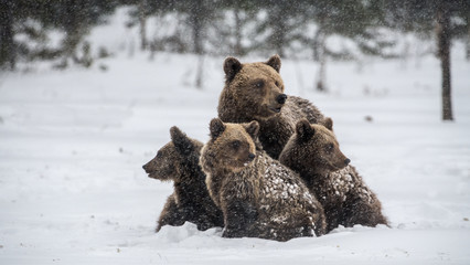 She-Bear and bear cubs on the snow. Brown bears  in the winter forest. Natural habitat. Scientific name: Ursus Arctos Arctos. © Uryadnikov Sergey
