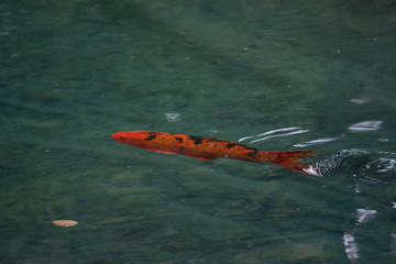 Fototapeta premium golden fish