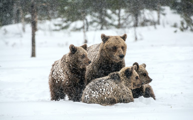 She-Bear and bear cubs on the snow. Brown bears  in the winter forest. Natural habitat. Scientific...