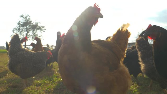 CLOSE UP, LENS FLARE: Free range chickens peck around the pasture on a sunny summer day. Golden sunbeams shine on a flock of hens roaming freely around a humane poultry farm. Sustainable agriculture.