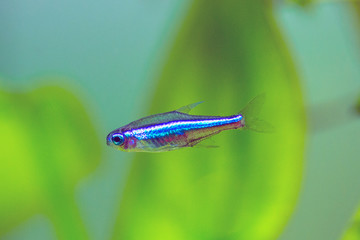 Green neon tetra - Paracheirodon simulans