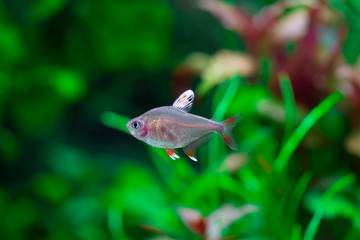White Fin Ornate Tetra - Hyphessobrycon bentosi