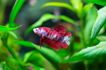 Betta splendens - Koi - Halfmoon Betta - Siamese fighting fish