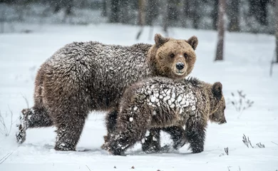 Foto op Aluminium She-Bear and bear cubs on the snow. Brown bears  in the winter forest. Natural habitat. Scientific name: Ursus Arctos Arctos. © Uryadnikov Sergey