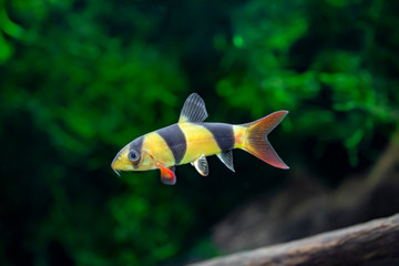 Clown loach - Chromobotia macracanthus - Botia macracantha