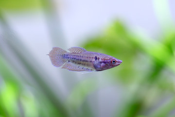 Croaking gourami - Trichopsis vittata