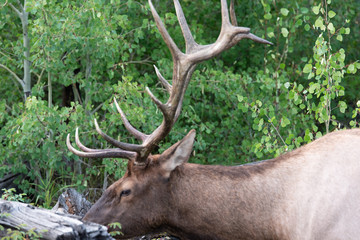 Naklejka na ściany i meble Elk of Yellowstone