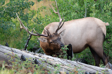 Elk of Yellowstone
