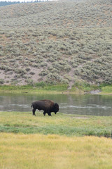 Bisons of Yellowstone