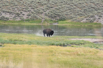 Bisons of Yellowstone