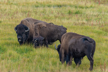 Bisons of Yellowstone