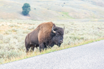 Bisons of Yellowstone