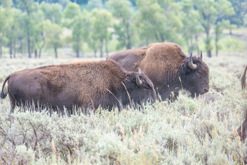 Fototapeta premium Bisons of Yellowstone