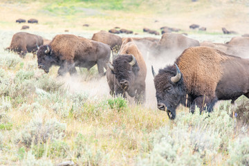 Bisons of Yellowstone