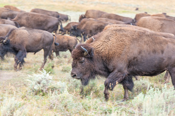 Fototapeta premium Bisons of Yellowstone
