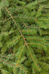 Green spruce tree twigs background