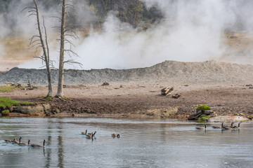 Geyser of Yellowstone