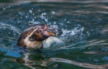 Schwimmender Humboldtpinguin
