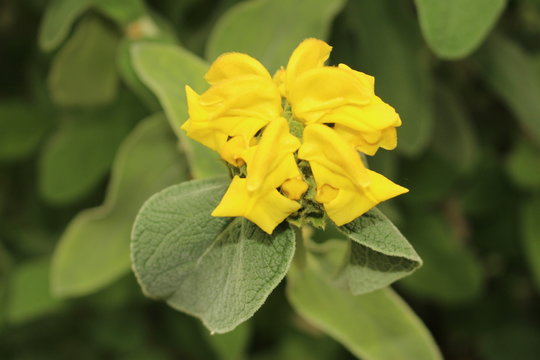 Yellow "Jerusalem Sage" flower in St. Gallen, Switzerland. Its Latin name is Phlomis Fruticosa, native to Mediterranean area.