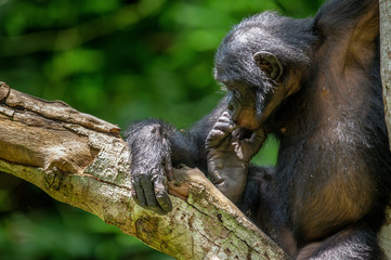 Bonobo on the tree in green jungle. The Bonobo ( Pan paniscus), earlier being called  the pygmy chimpanzee. Congo. Africa
